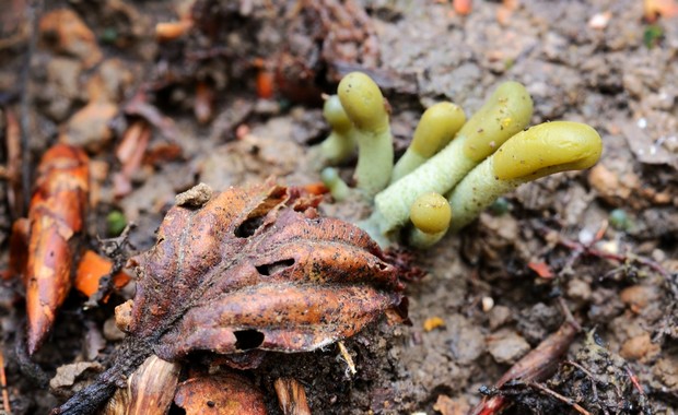 drobnojazýček sivozelený Microglossum griseoviride V.Kučera, Lizoň & M.Tomšovský