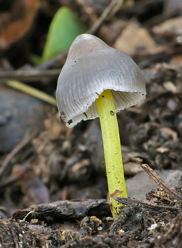 prilbička slizká želatínová Mycena epipterygia var. viscosa (Secr. ex Maire) Ricken