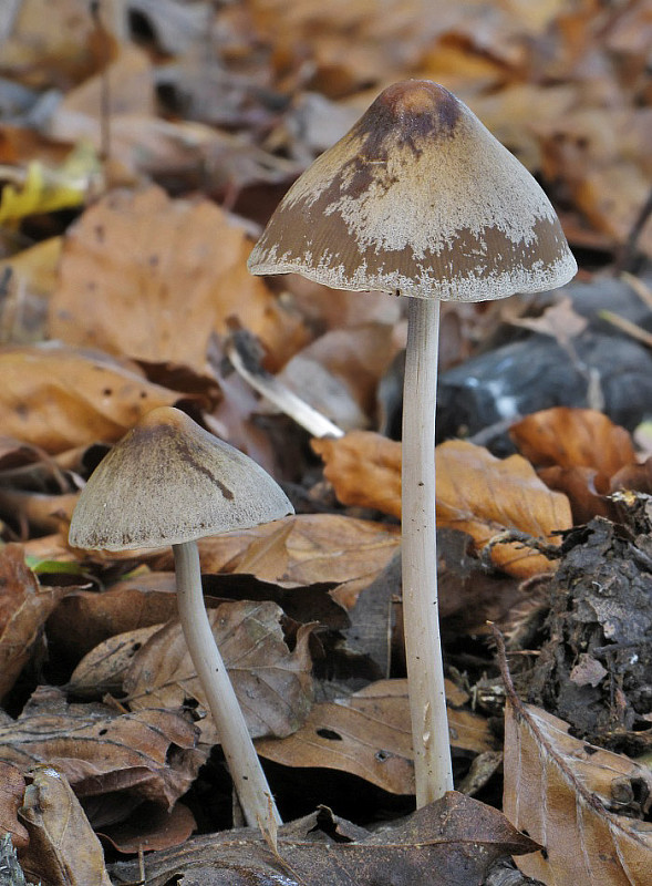 drobuľka veľká Parasola conopilus (Fr.) Örstadius & E. Larss.