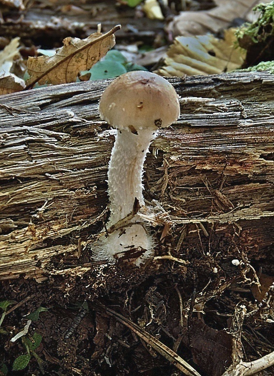 šupinovka hlinovookrová Pholiota lenta (Pers.) Singer