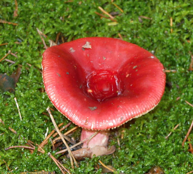 plávka Russula sp.