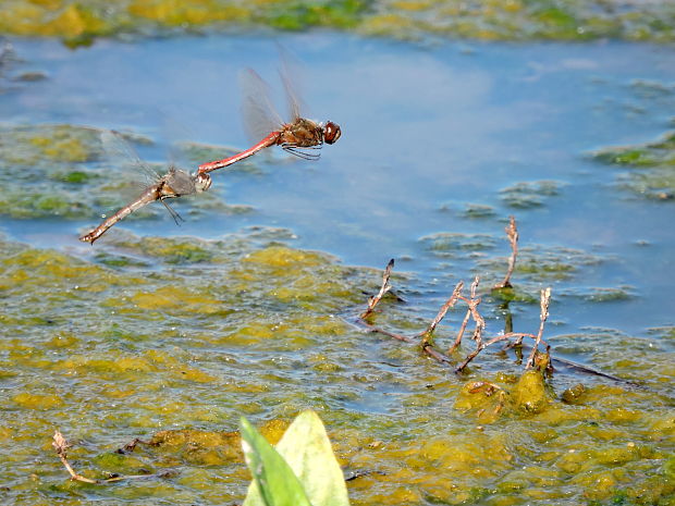 vážka červená  Sympetrum sanguineum