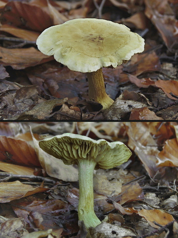 čírovka sírovožltá Tricholoma sulphureum (Bull.) P. Kumm.