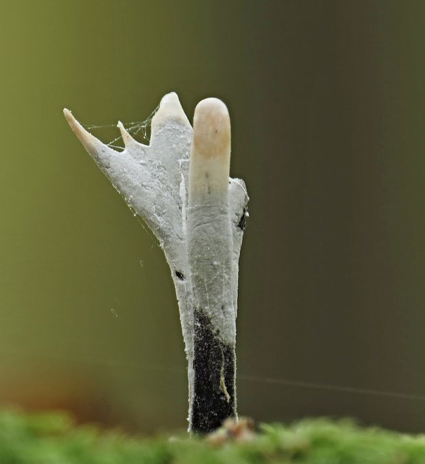 drevnatec parohatý Xylaria hypoxylon (L.) Grev.