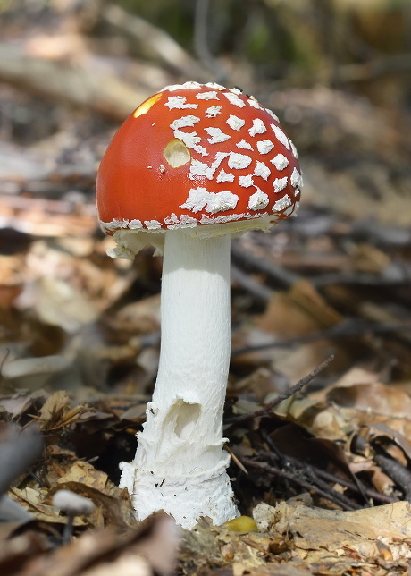 muchotrávka červená Amanita muscaria (L.) Lam.