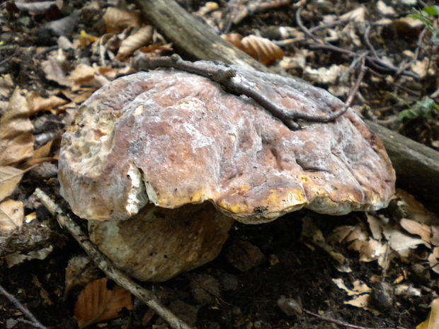 hríb Boletus sp.