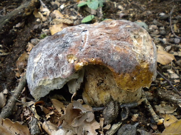 hríb Boletus sp.