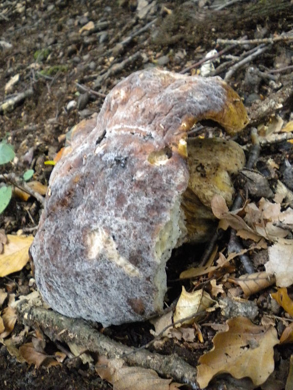 hríb Boletus sp.