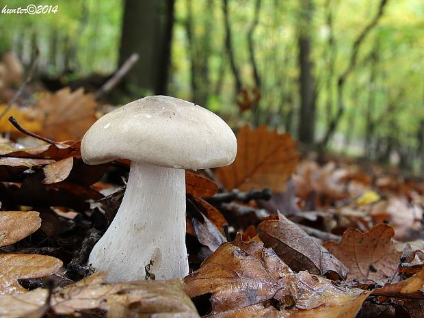 strmuľka inovaťová Clitocybe nebularis (Batsch) P. Kumm.