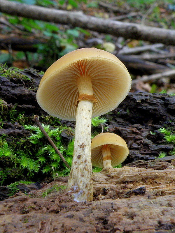 kapucňovka okrovohnedastá Galerina marginata (Batsch) Kühner