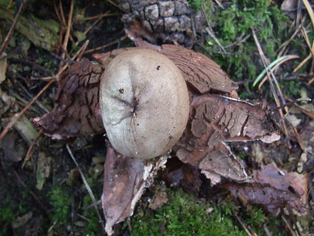 hviezdovka červenkastá Geastrum rufescens Pers.