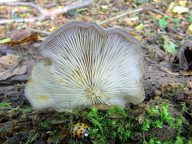 lastúrka plstnatá Hohenbuehelia mastrucata (Fr.) Singer