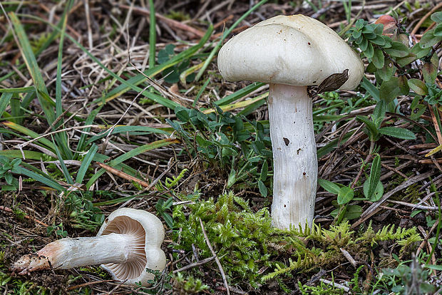 šťavnačka sliznatoprsteňová Hygrophorus cf. gliocyclus Fr.