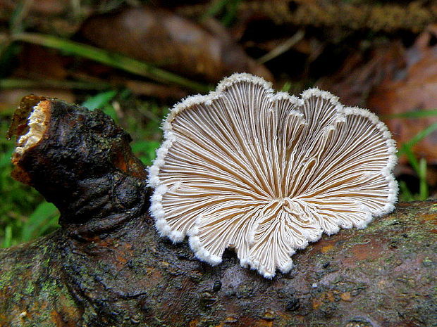 klanolupeňovka obyčajná Schizophyllum commune Fr.