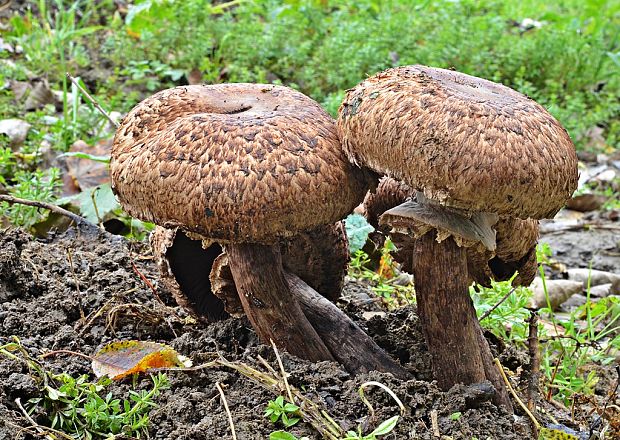 pečiarka trsovitá Agaricus bohusii Bon