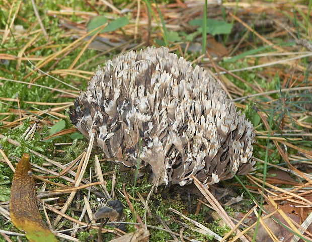 konárovka popolavá Clavulina cinerea (Bull.) J. Schröt.