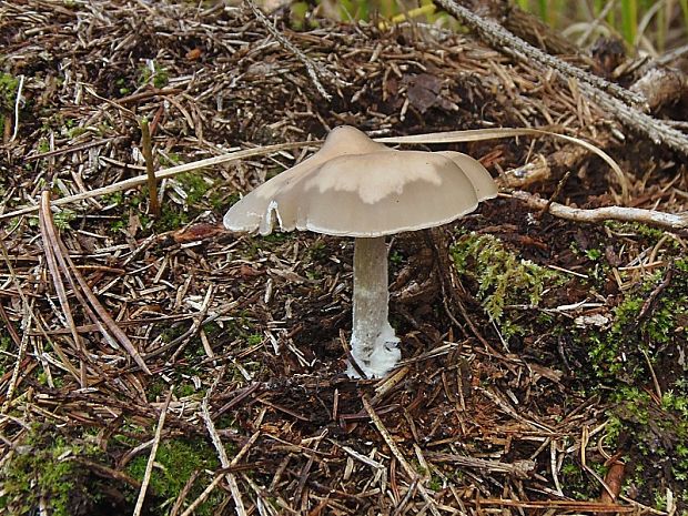 strmuľka premenlivá Clitocybe metachroa