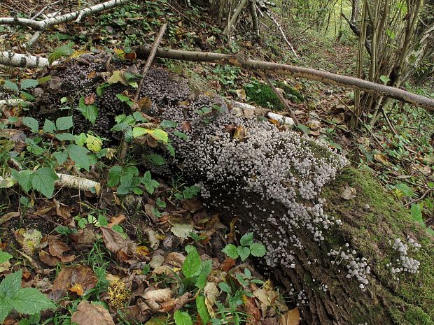 hnojník rozsiaty Coprinellus disseminatus (Pers.) J.E. Lange