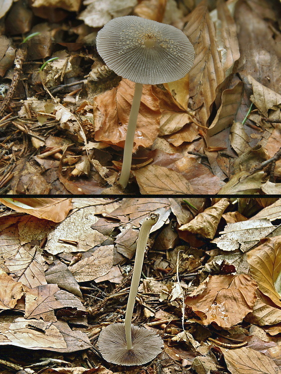 hnojník lúčový Coprinellus radians (Desm.) Vilgalys, Hopple & Jacq. Johnson