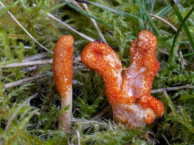 žezlovka hmyzová Cordyceps militaris (Fr.) Link