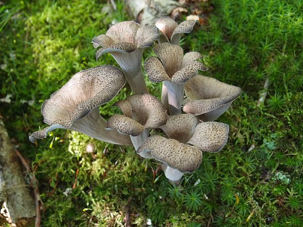 lievik trúbkovitý Craterellus cornucopioides (L.) Pers.