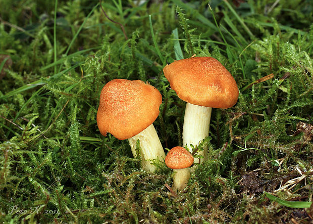 lúčnica statná Cuphophyllus pratensis (Fr.) Bon