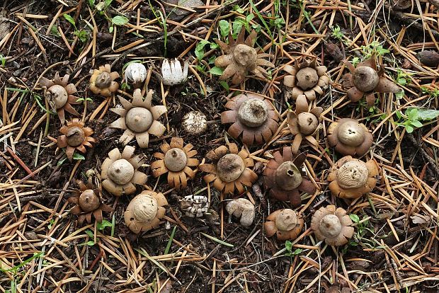 hviezdovka kvetovitá Geastrum floriforme Vittad.