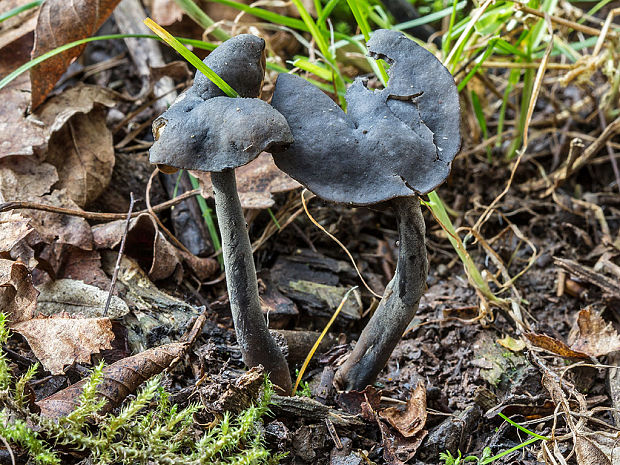 chriapač čierny Helvella atra J. König