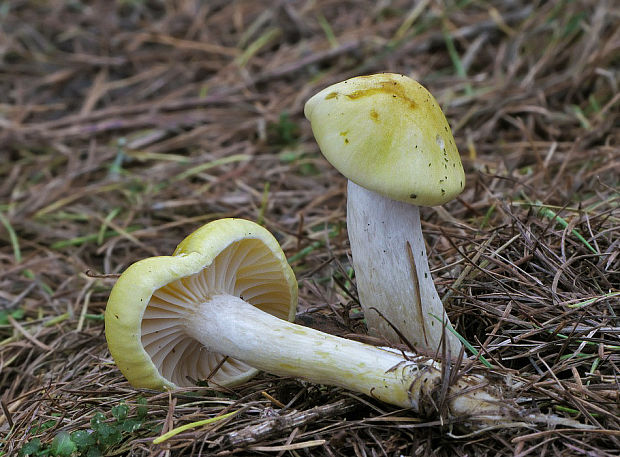 šťavnačka smrekovcová Hygrophorus lucorum Kalchbr.