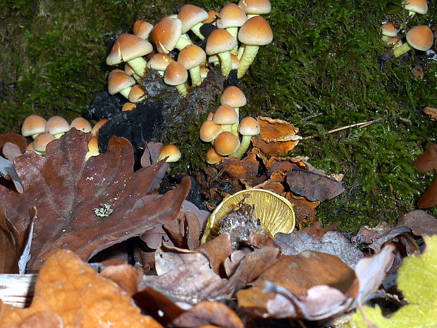 strapcovka tehlovočervená Hypholoma lateritium (Schaeff.) P. Kumm.