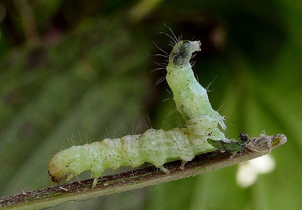 vijačka žihľavová Pleuroptya ruralis