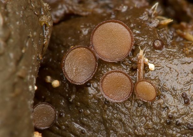 chlpanka jelenia  Pseudombrophila cervaria (W. Phillips) Brumm.