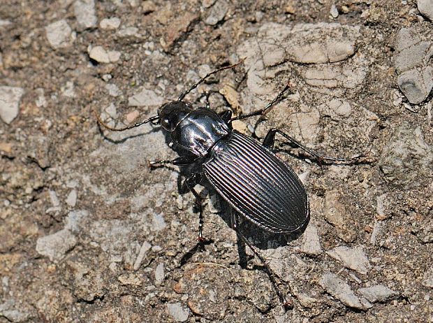 utekáčik Pterostichus niger