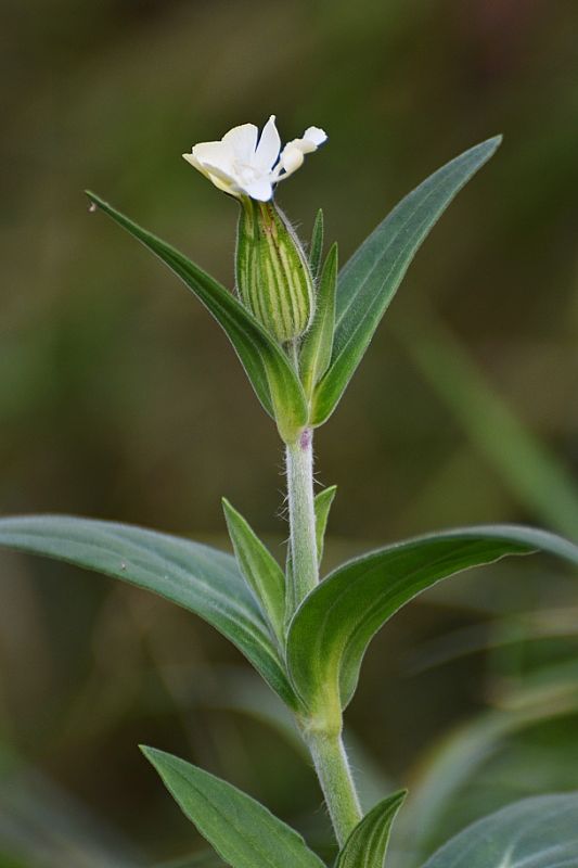 silenka biela pravá Silene latifolia subsp. alba (Mill.) Greuter et Burdet