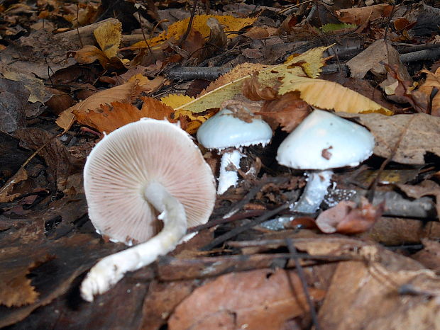 golierovka zelenomodrá Stropharia caerulea Kreisel