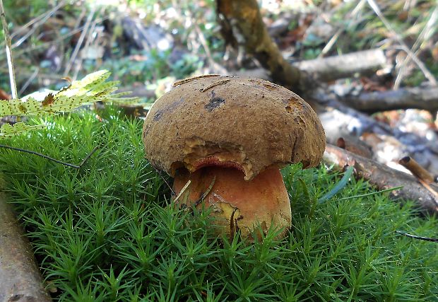 hríb zrnitohlúbikový Sutorius luridiformis (Rostk.) G. Wu & Zhu L. Yang