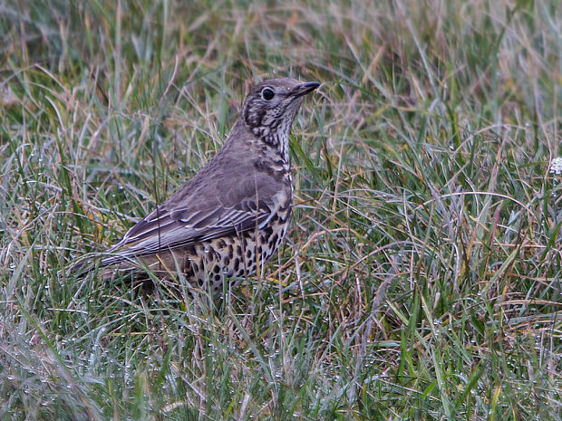 drozd trskotavý Turdus viscivorus