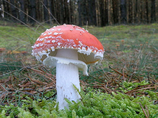 muchotrávka červená Amanita muscaria (L.) Lam.