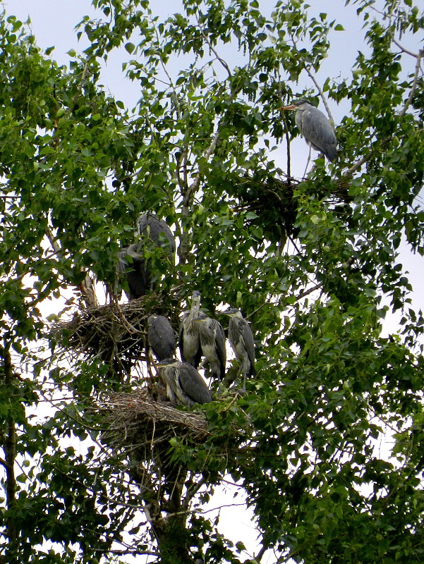 volavka popolavá   Ardea cinerea