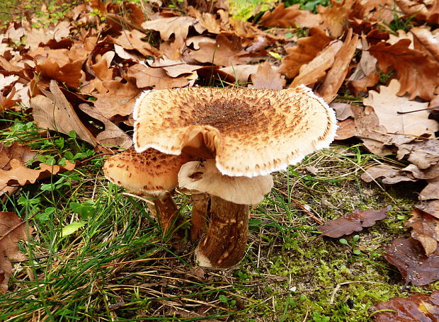 podpňovka Armillaria sp.