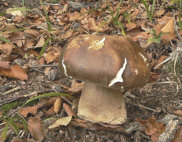 hríb bronzový Boletus aereus Bull. ex Fr.