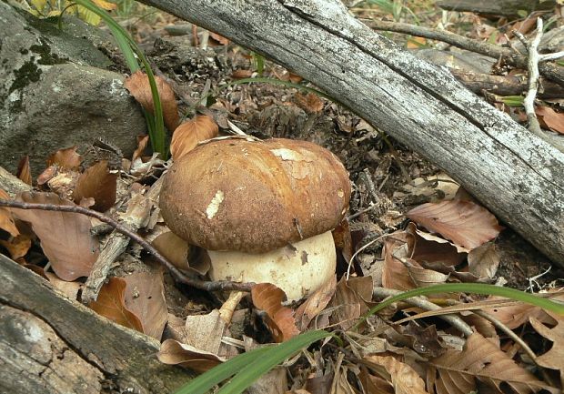 hríb bronzový Boletus aereus Bull. ex Fr.