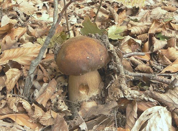 hríb bronzový Boletus aereus Bull. ex Fr.