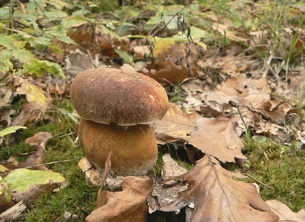 hríb bronzový Boletus aereus Bull. ex Fr.