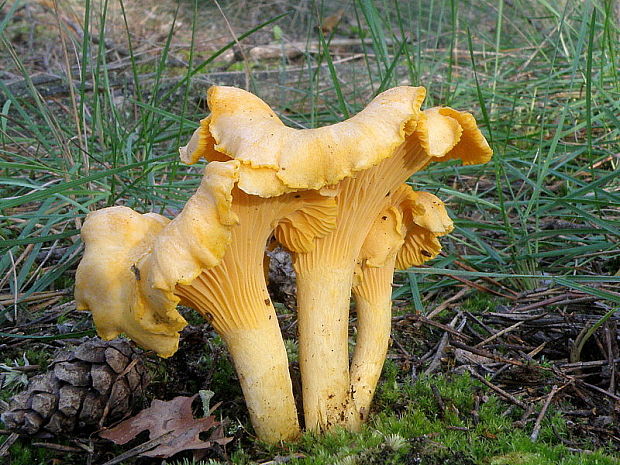 kuriatko jedlé Cantharellus cibarius Fr.