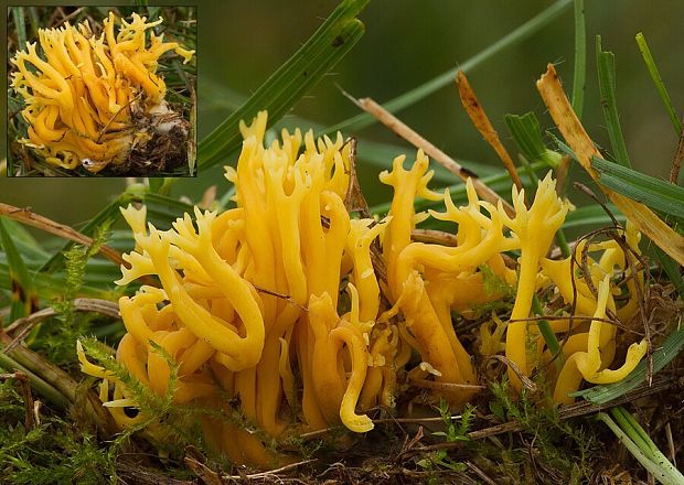 pakonárovka parôžkovitá Clavulinopsis corniculata (Schaeff.) Corner