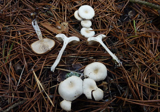 strmuľka Clitocybe sp.