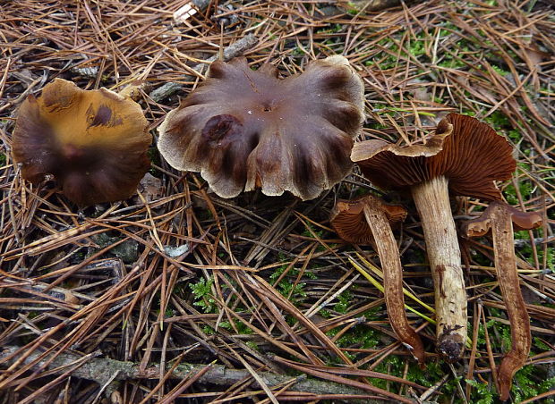 pavučinovec Cortinarius sp.