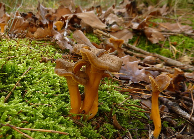 kuriatko lievikovité Craterellus tubaeformis (Fr.) Quél.