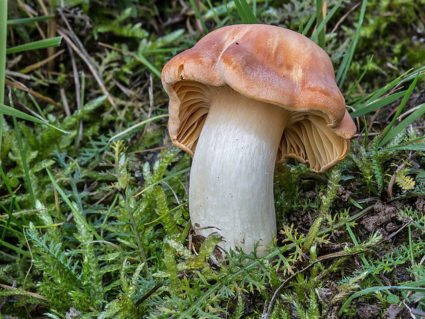 lúčnica statná Cuphophyllus pratensis (Fr.) Bon